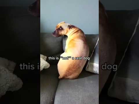 This is *NOT* a real dog